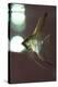 Angel Fish XI-Gordon Semmens-Premier Image Canvas