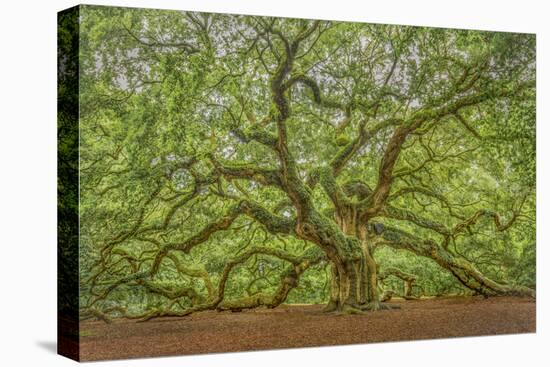 Angel Oak-Dennis Goodman-Premier Image Canvas