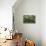 Angel Oak-Robert Goldwitz-Premier Image Canvas displayed on a wall