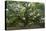 Angel Oak-Robert Goldwitz-Premier Image Canvas