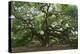 Angel Oak-Robert Goldwitz-Premier Image Canvas