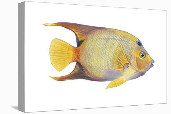 Angelfish (Holacanthus Ciliaris), Fishes-Encyclopaedia Britannica-Stretched Canvas