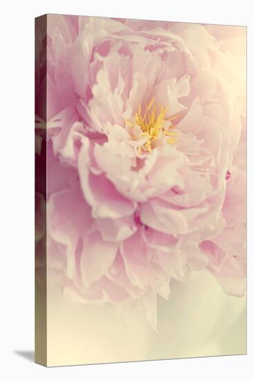 Angelic Petals-Sarah Gardner-Premier Image Canvas