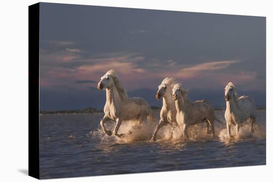 Angels Of Camargue-Rostovskiy Anton-Stretched Canvas