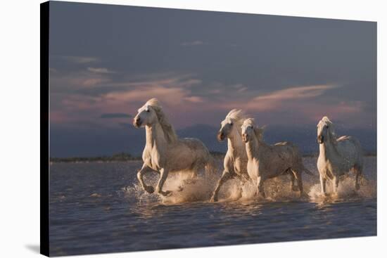 Angels Of Camargue-Rostovskiy Anton-Stretched Canvas