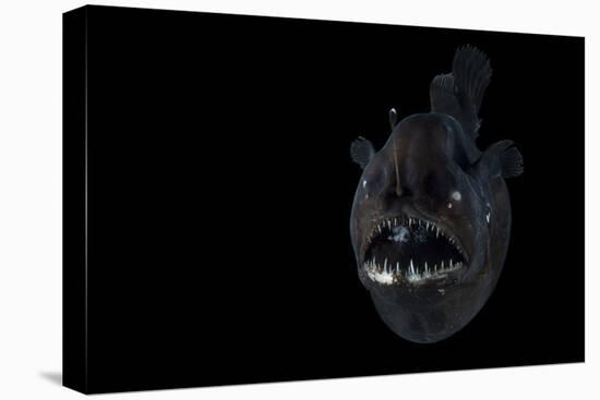 Angler Fish (Melanocetus Murrayi) Mid-Atlantic Ridge, North Atlantic Ocean-David Shale-Premier Image Canvas