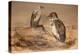 Angola Vulture (Gypohierax Angolensis), 1856-67-Joseph Wolf-Premier Image Canvas
