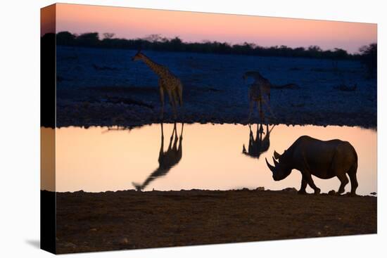 Angolan Giraffes (Giraffa Camelopardalis Angolensis) and Black Rhinoceros (Diceros Bicornis)-Eric Baccega-Premier Image Canvas