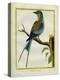 Angolan Roller-Georges-Louis Buffon-Premier Image Canvas