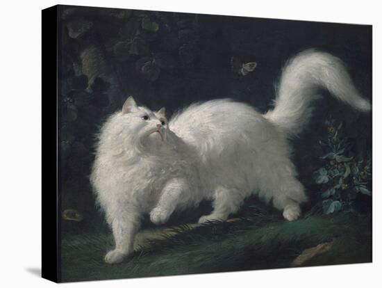 Angora Cat Chasing a Butterfly, C. 1760 (Oil on Canvas)-Jean Jacques Bachelier-Premier Image Canvas