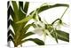 Angraecum Veitchii-Fabio Petroni-Premier Image Canvas