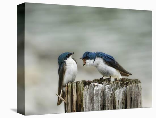 Angry Swallows-Jai Johnson-Premier Image Canvas