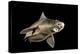 Angular Roughshark (Oxynotus Centrina) A Deepsea Species Living At 80-300M Depth-Jordi Chias-Premier Image Canvas