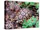 Angulate Tortoise in Flowers, South Africa-Claudia Adams-Premier Image Canvas