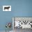 Angus Bull, Beef Cattle, Mammals-Encyclopaedia Britannica-Stretched Canvas displayed on a wall