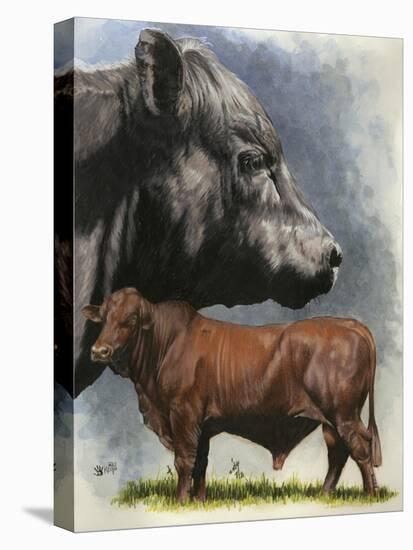 Angus Cattle-Barbara Keith-Premier Image Canvas