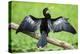 Anhinga (Anhinga Anhinga) bird, Tortuguero National Park, Limon Province, Costa Rica-Matthew Williams-Ellis-Premier Image Canvas