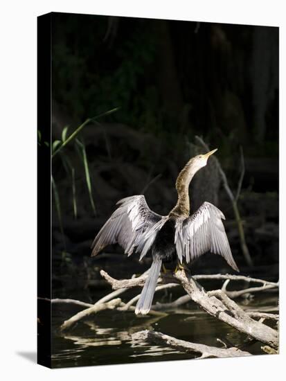 Anhinga (Anhinga Anhinga), Everglades, UNESCO World Heritage Site, Florida, USA, North America-Michael DeFreitas-Premier Image Canvas