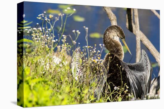 Anhinga Drying its Wings, Anhinga Trail, Everglades NP, Florida-Chuck Haney-Premier Image Canvas