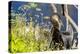 Anhinga Drying its Wings, Anhinga Trail, Everglades NP, Florida-Chuck Haney-Premier Image Canvas