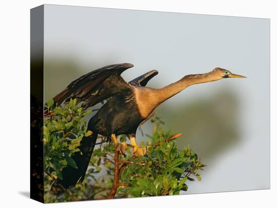 Anhinga Female at the Venice Rookery, Venice, Florida, USA-Arthur Morris-Premier Image Canvas