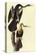 Anhinga-John James Audubon-Stretched Canvas