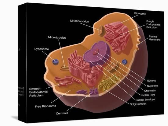 Animal Cell-Spencer Sutton-Premier Image Canvas