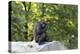 Animal photography, young gorilla sits on big stone and scratches thoughtfully in the head, in the -UtArt-Premier Image Canvas