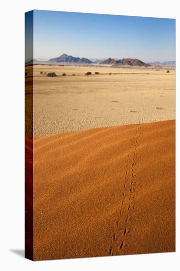 Animal Tracks in Sand, Namib Desert, Namibia, Africa-Ann and Steve Toon-Premier Image Canvas