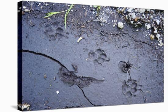Animal tracks in the muddy bottom, close-up-David & Micha Sheldon-Stretched Canvas