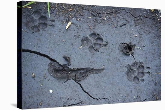 Animal tracks in the muddy bottom, close-up-David & Micha Sheldon-Stretched Canvas