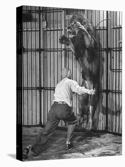 Animal Trainer Jules Jacot Training a Lion, one of the 21 big cats He Will Use Next Year-Wallace Kirkland-Premier Image Canvas