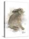 Animal Woodland Rabbit-Matthew Piotrowicz-Stretched Canvas