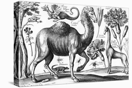 Animalium, Ferarum Et Bestiarum, Engraved by David Loggan, 1663 (Engraving)-Wenceslaus Hollar-Premier Image Canvas