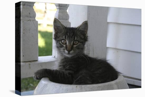 Animals Cats Kitten in Bowl-Jeff Rasche-Premier Image Canvas