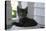 Animals Cats Kitten in Bowl-Jeff Rasche-Premier Image Canvas