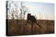 Animals Cats-Jeff Rasche-Premier Image Canvas