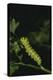 Anise Swallowtail Caterpillar-DLILLC-Premier Image Canvas