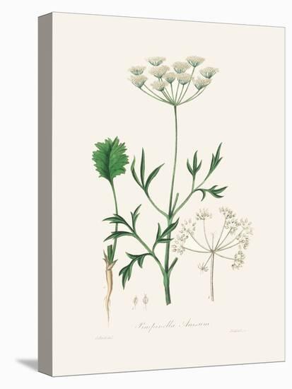 Aniseed (Pimpinella Anisum) Medical Botany-John Stephenson and James Morss Churchill-Premier Image Canvas