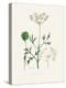 Aniseed (Pimpinella Anisum) Medical Botany-John Stephenson and James Morss Churchill-Premier Image Canvas