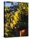 Anjou Pears on Tree Branch-Steve Terrill-Premier Image Canvas