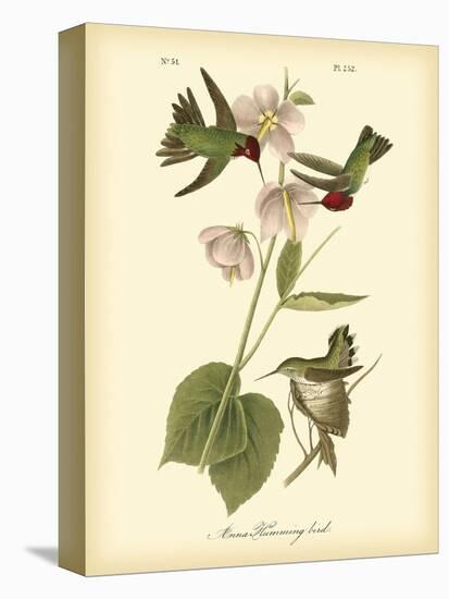 Anna Hummingbird-John James Audubon-Stretched Canvas