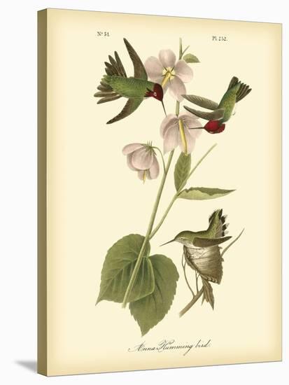 Anna Hummingbird-John James Audubon-Stretched Canvas