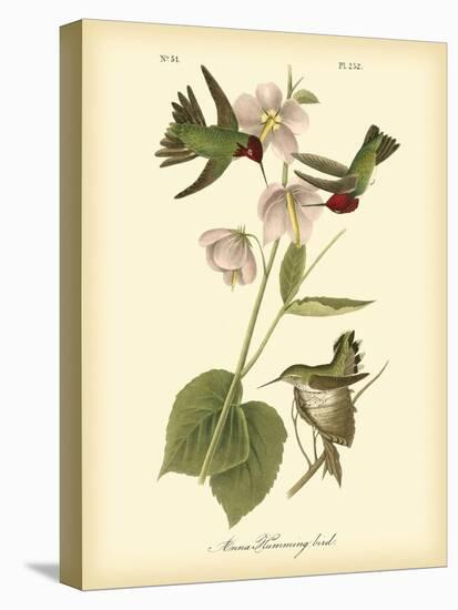 Anna Hummingbird-John James Audubon-Stretched Canvas