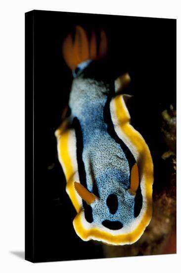 Anna's Chromodoris Nudibranch Sea Slug-null-Premier Image Canvas