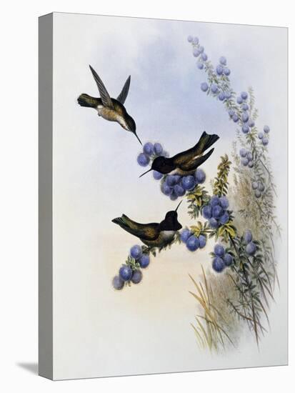 Anna's Hummingbird (Calypte Anna)-John Gould-Premier Image Canvas