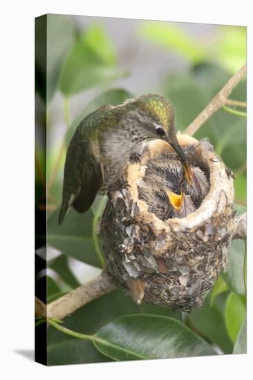 Anna's Hummingbird Feeds Chicks in it's Nest-Hal Beral-Premier Image Canvas