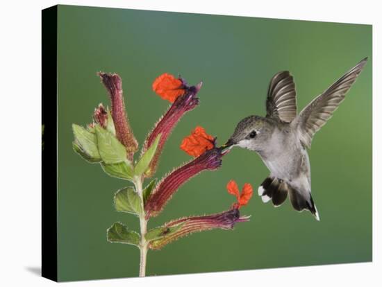 Anna's Hummingbird Female in Flight Feeding on Flower, Tuscon, Arizona, USA-Rolf Nussbaumer-Premier Image Canvas