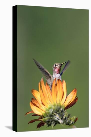 Anna's Hummingbird, Santa Cruz, California, USA-Tom Norring-Premier Image Canvas