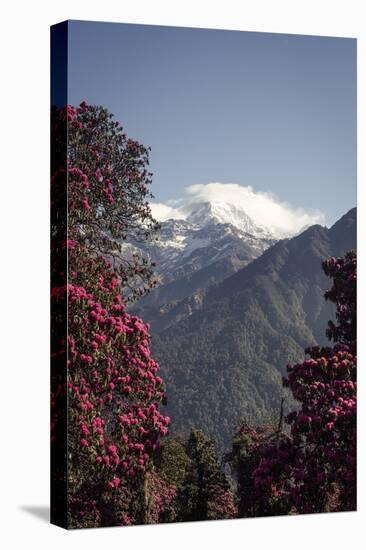 Annapurna South-Andrew Taylor-Premier Image Canvas